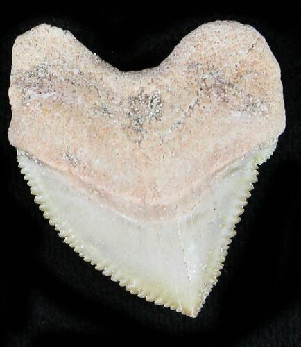 Nice Squalicorax (Crow Shark) Fossil Tooth #23506